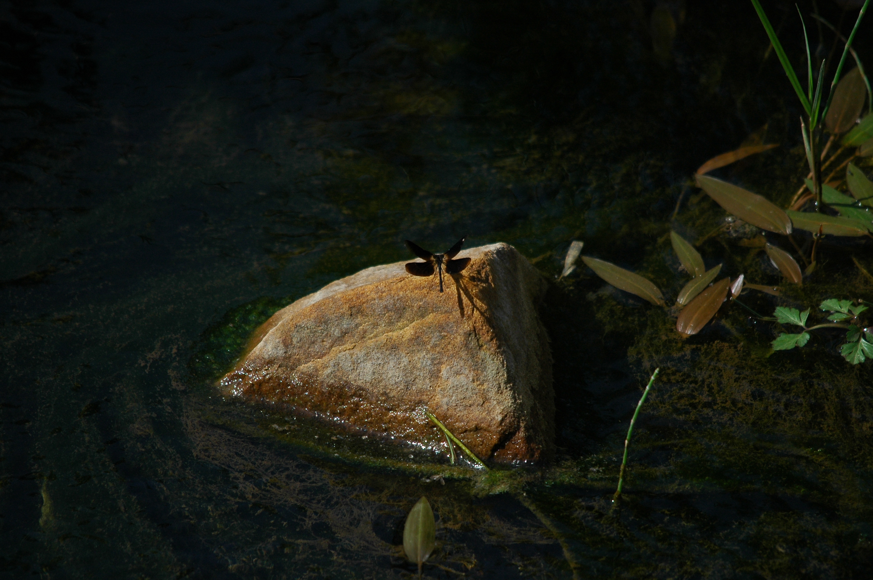 photos/wildlife/Invertebrate_Species/Dragonflies/Copper Demoiselle/dsc_0795.jpg